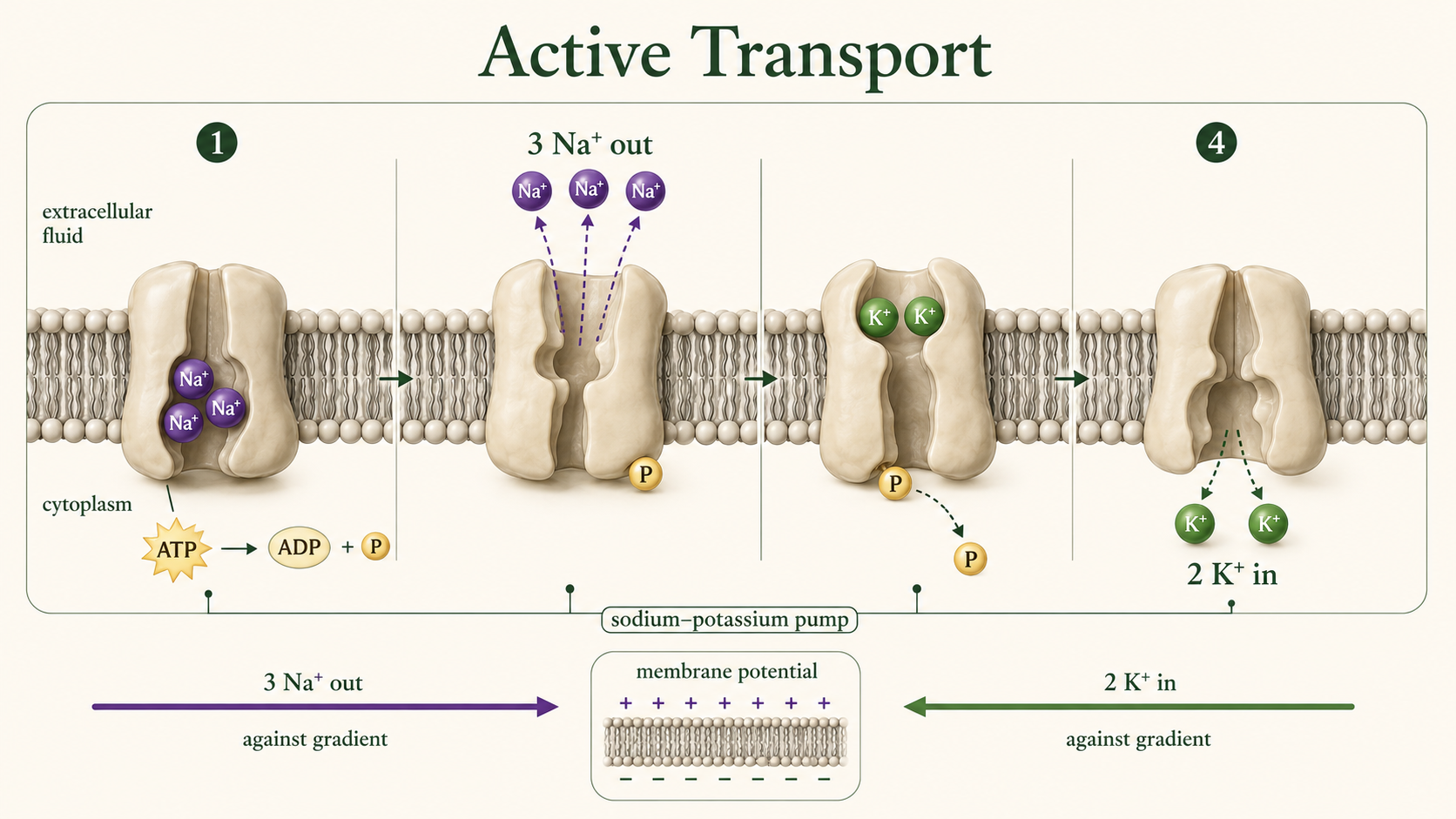 The sodium-potassium pump uses ATP to transport three sodium ions out and two potassium ions into a cell.