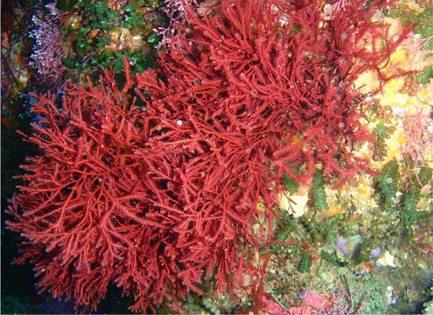 Rhodophyta (Red Algae) — The Biology