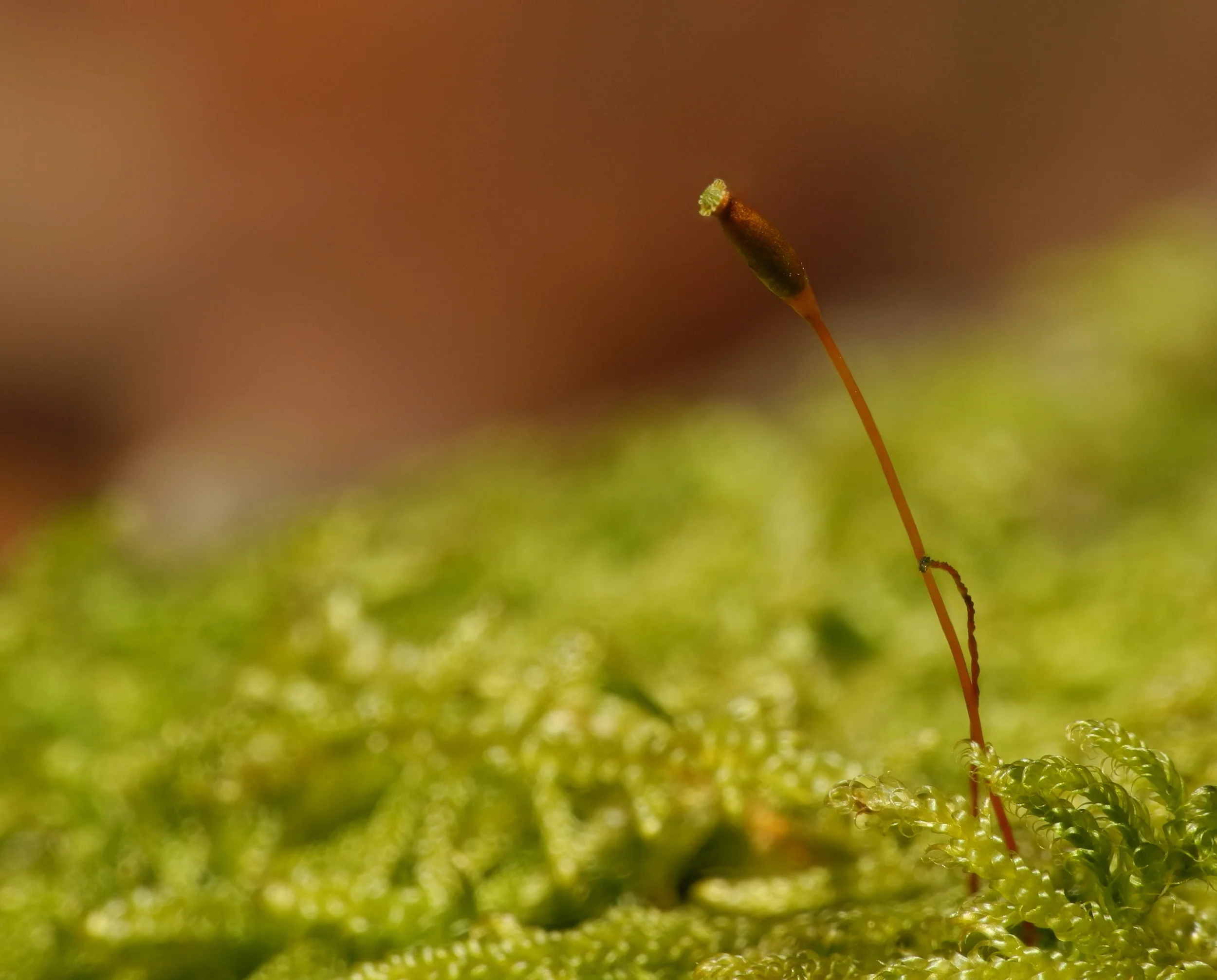 Single sporangium of a moss.