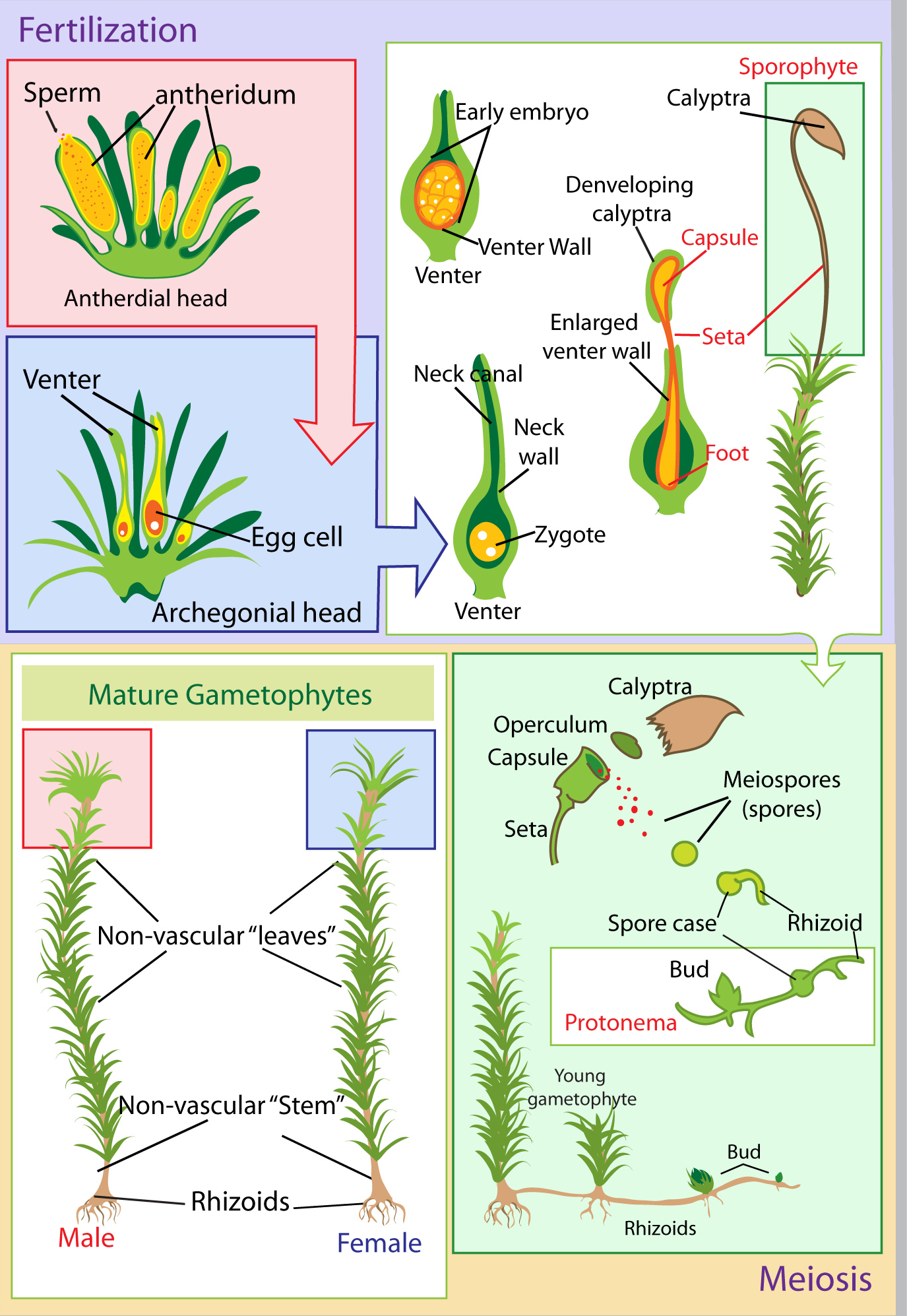 Moss life cycle. Illustration: LadyofHats 2005. Source: Wikimedia Commons. 