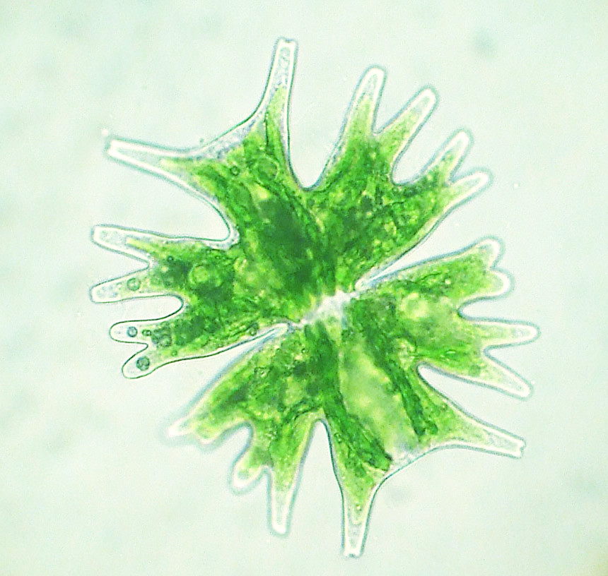 Unicellular green algae.