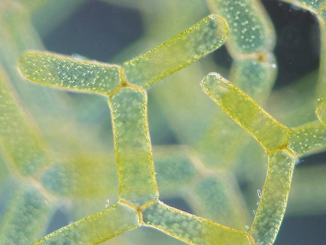 Colonial green algae