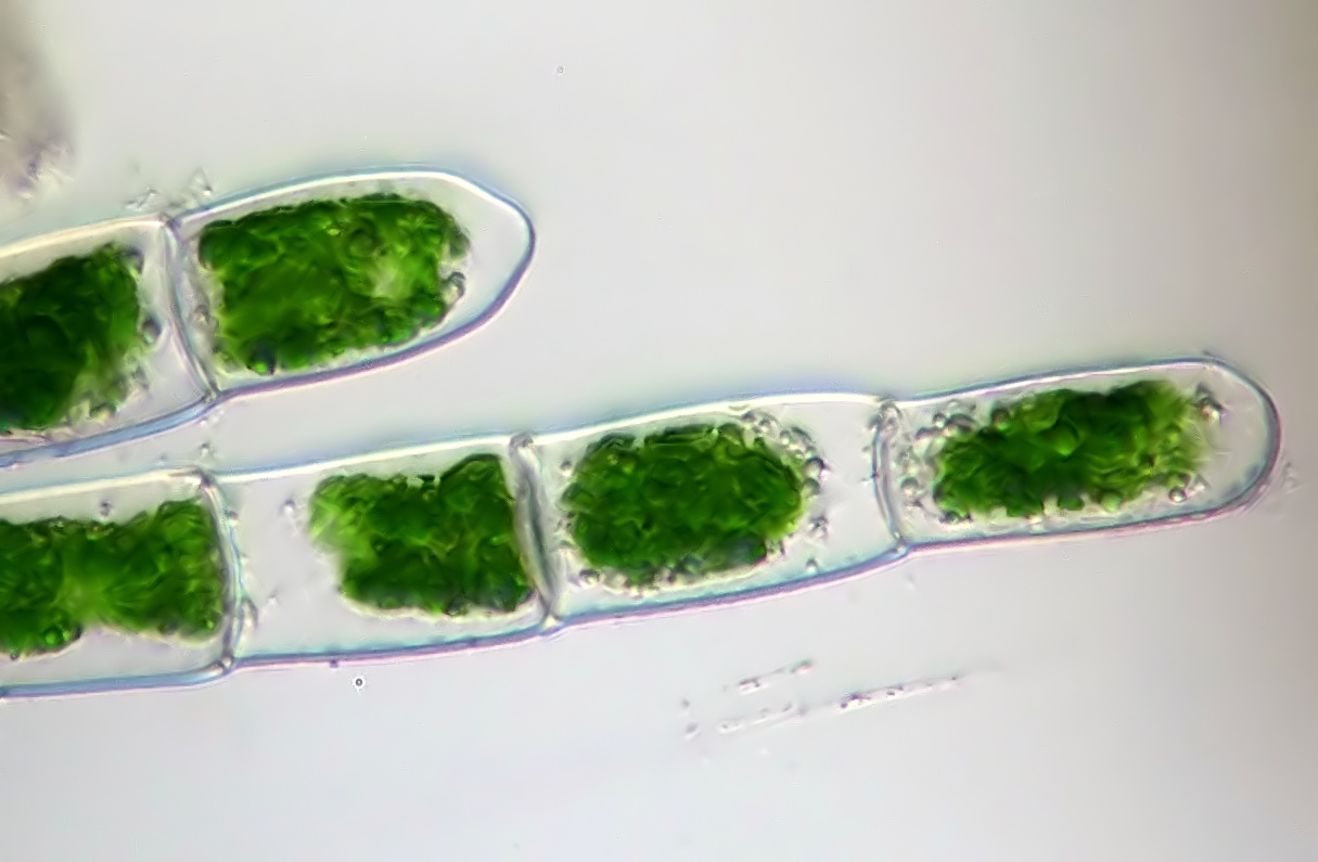 Colonial Green Algae