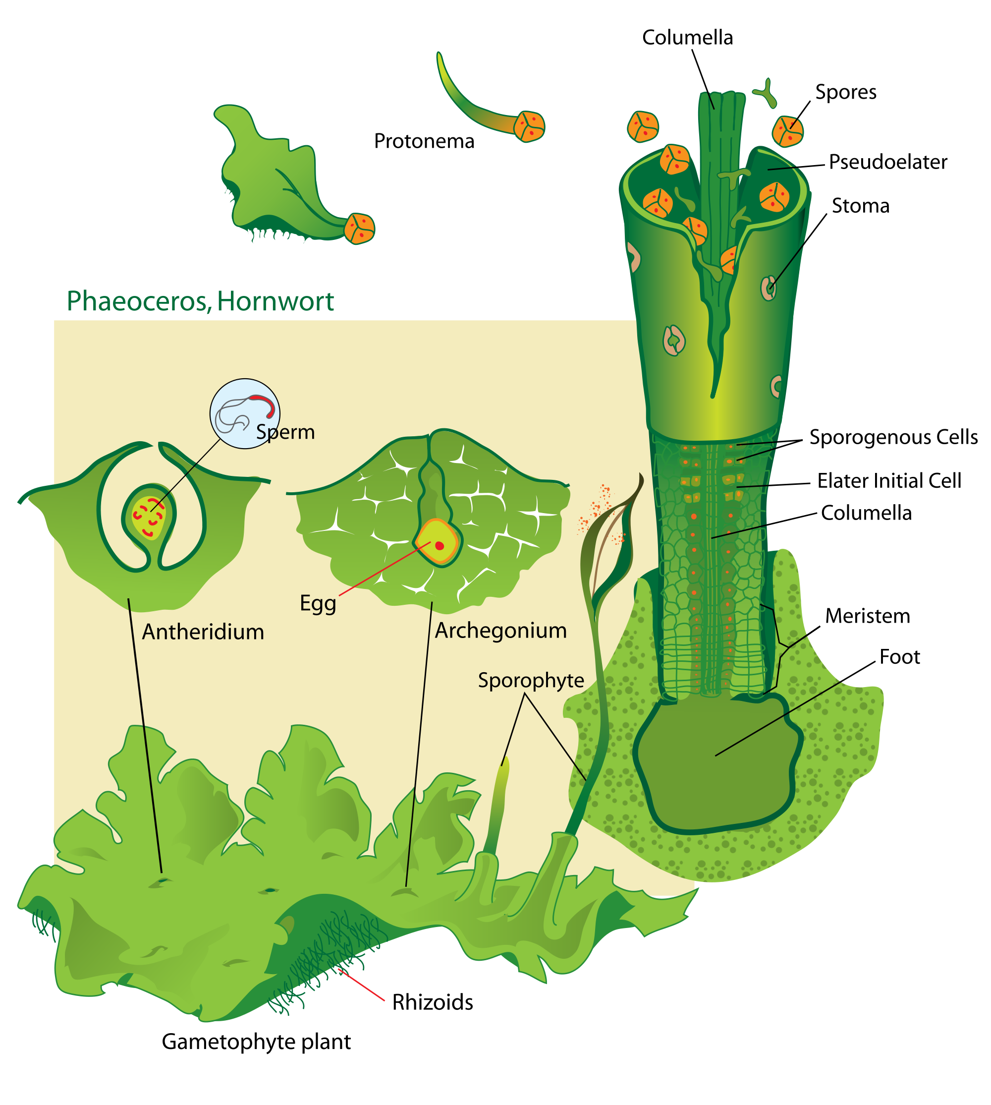 Hornwort life cycle