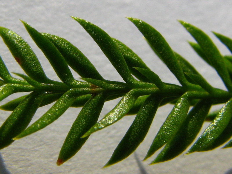 Close up of club moss microphyll