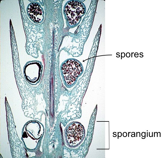 Club moss strobilus showing sporangia and spores.