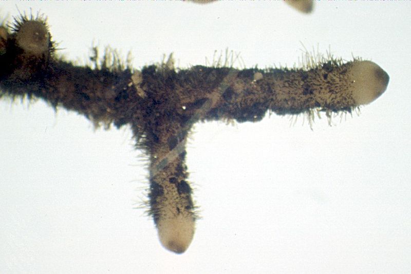 Psilotum rhizomes with hair-like rhizoids