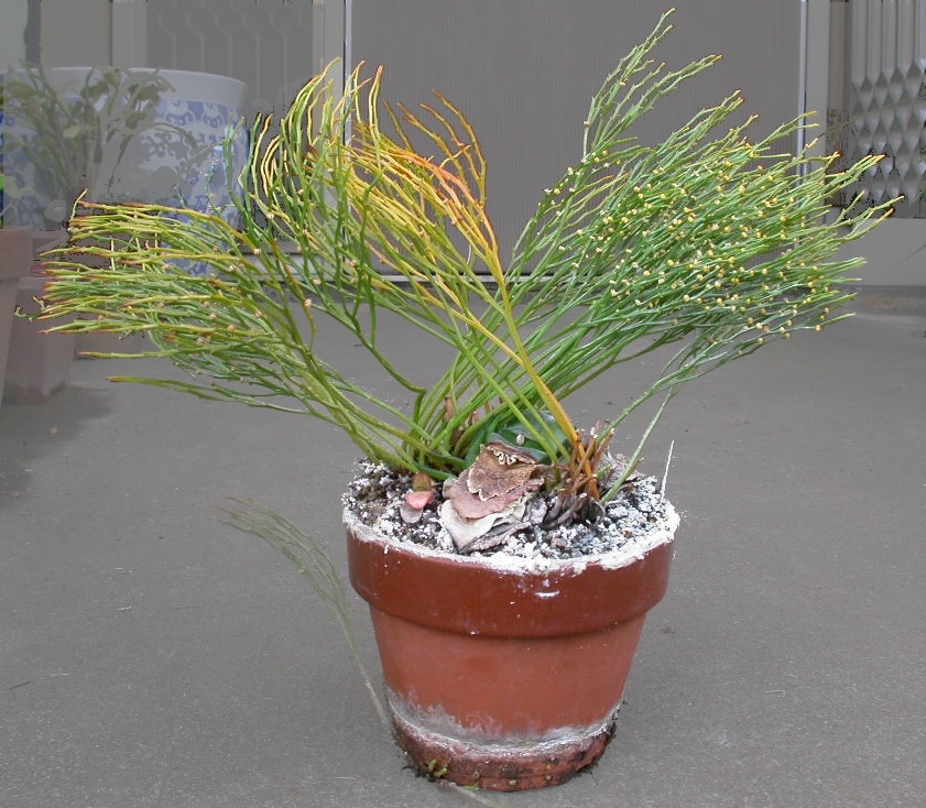 Psilotum sp.