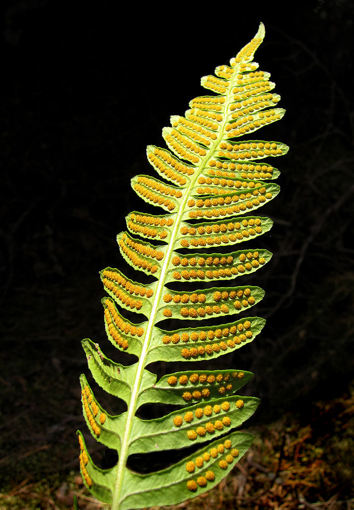 Sori of a fern