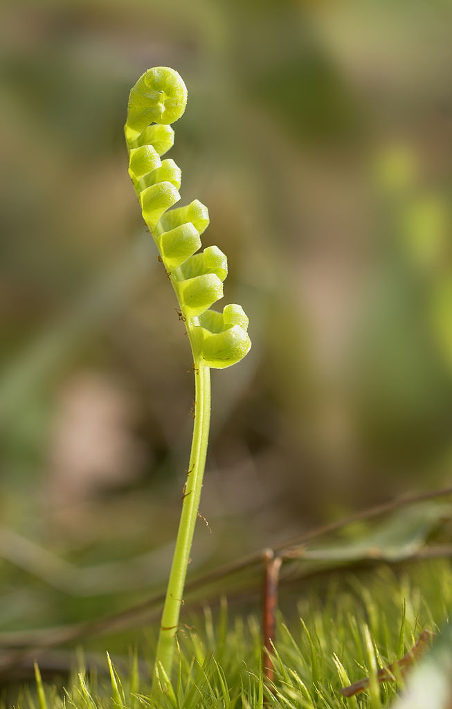 Emerging frond of a fern.