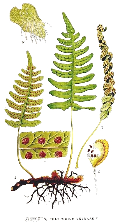 Illustration of Polypodium vulgare