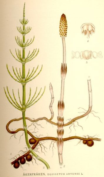  Illustration of  Equisetum arvensae.&nbsp; Vegetative shoots have megaphylls (true leaves) in whorls surrounding a central stem attached to a node sheath. Fertile shoots have a spore-containing, knob-like strobilus. Illustration: Carl Lindberg 1917-