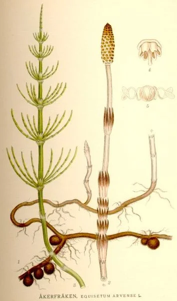 Illustration of Equisetum arvensae. Vegetative shoots have megaphylls (true leaves) in whorls surrounding a central stem attached to a node sheath. Fertile shoots have a spore-containing, knob-like strobilus. Illustration: Carl Lindberg 1917-1927. Source Wikimedia Commons. License: Public Domain. 