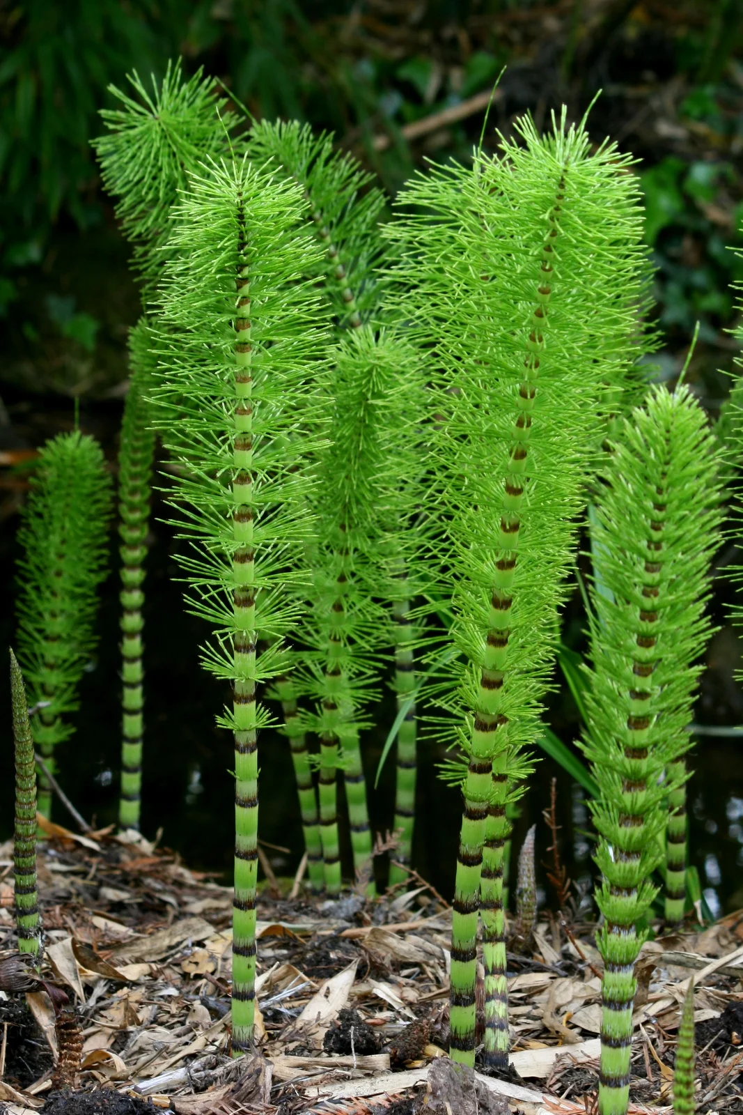 Vegetative shoots of Equisetum telematia with megaphylls in whorls surrounding a central stem. Photo: Rror 2008. Source Wikimedia Commons.