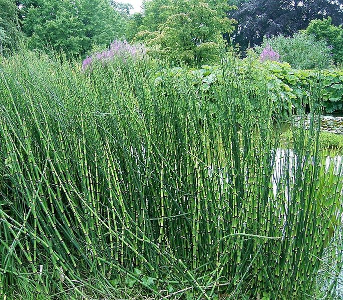  Horsetails typically prefer moist habitats.  Equisetum giganteum.&nbsp; Photo: Frank Vicentz 2009. Source: Wikimedia Commons.&nbsp; 