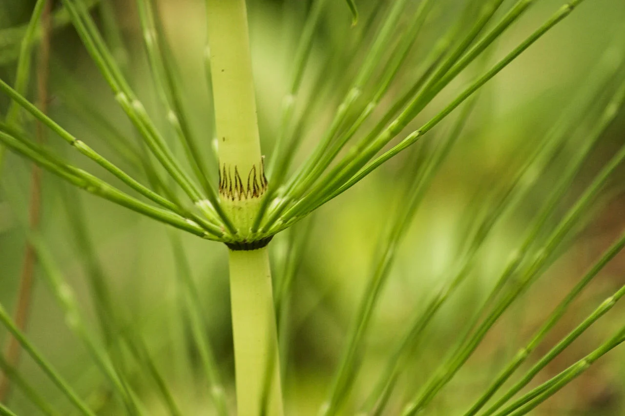 Closeup of a horsetail with megaphylls surrounding a node sheath. Photo: Frank Vincentz 2008. Source: Wikimedia Commons. 