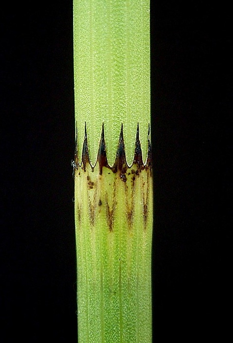  Close up of a horsetail (Equisetum fluviatile) with reduced megaphylls. Photo: Frank Vincetz 2009. Source: Wikimedia Commons.&nbsp; 