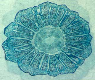  Cross section of a horsetail's strobilus. Spores appear as small dark circular objects. Photo: unknown. Source: Wikimedia Commons.&nbsp; 