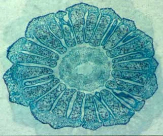 Cross section of a horsetail's strobilus. Spores appear as small dark circular objects. Photo: unknown. Source: Wikimedia Commons. 