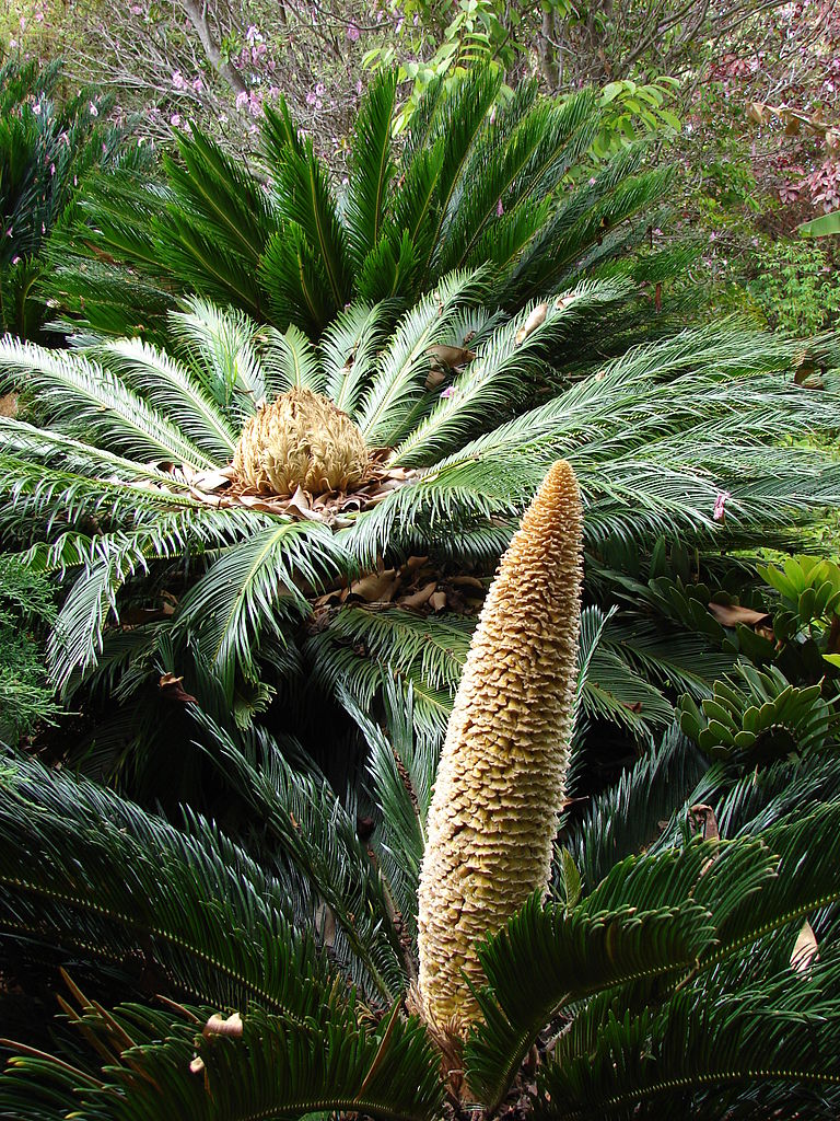  The female plants of cycads produce seeds in megasporophylls (background) which are pollinated by male plants that emit pollen from cones (foreground).  Cycas revoluta. &nbsp;Photo: Forest and Kim Star 2008. Source: Wikimedia Commons.&nbsp; 