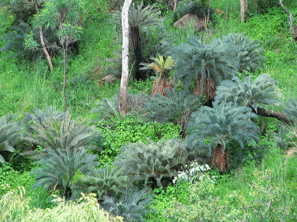 Cycads typically live in moderately moist environments. Cycas platyphylla. Photo: tanetahi 2010. Source: Wikimedia Commons. 