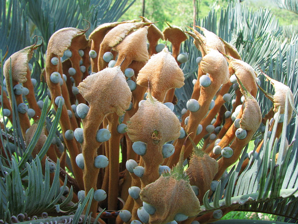  Female megasporophylls contain the fertilized naked seeds borne from leaves.  Cycas platyphylla . Photo: tanetahi 2010. Source: Wikimedia Commons.&nbsp; 
