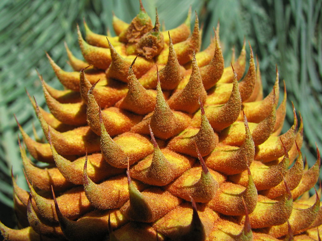 Male cones of cycads produce pollen (sperm).&nbsp; Cycas platyphylla.&nbsp; Photo: tanetahi 2010. Source: Wikimedia Commons.&nbsp; 