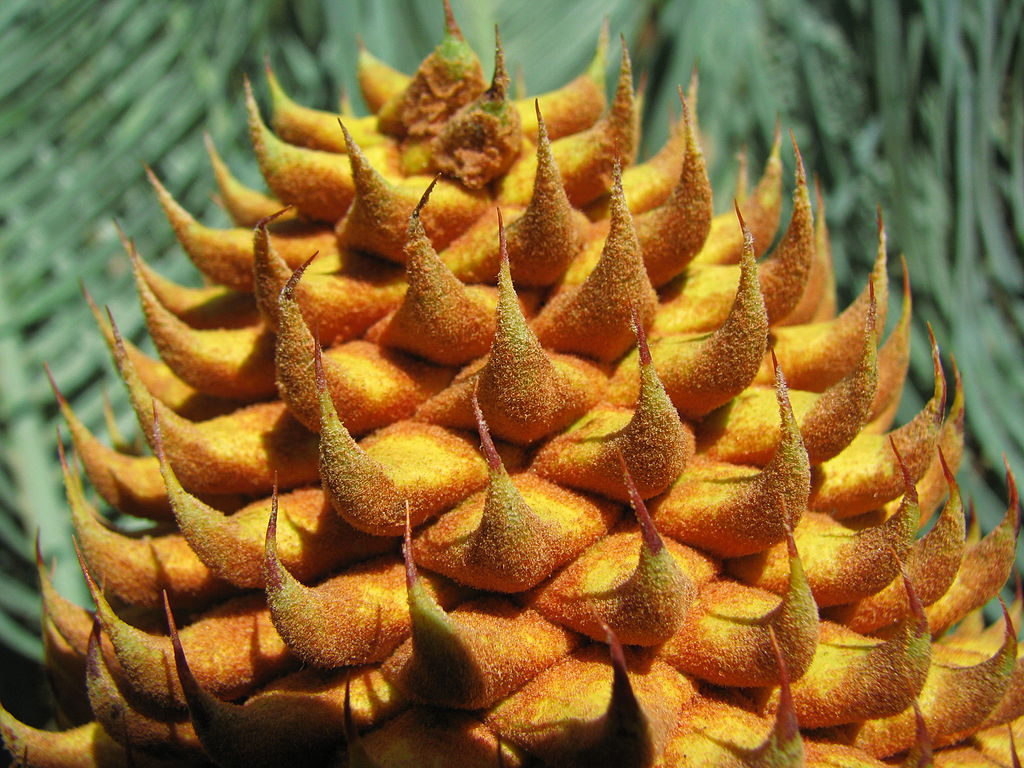 Male cones of cycads produce pollen (sperm). Cycas platyphylla. Photo: tanetahi 2010. Source: Wikimedia Commons. 