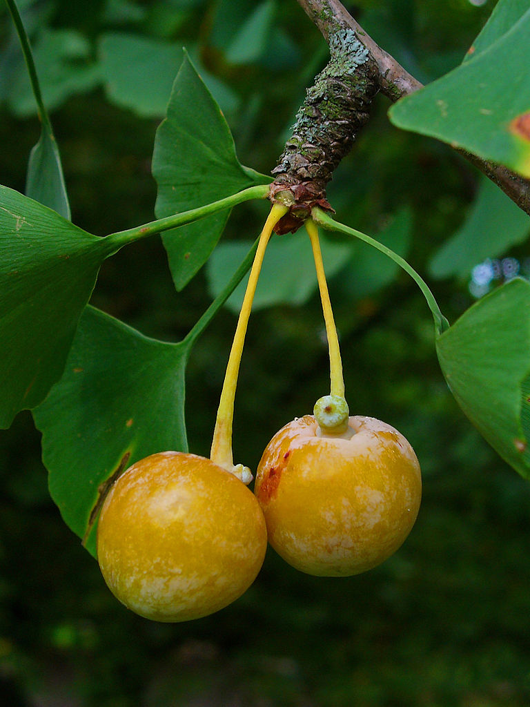  The fleshy, fruit-like sarcotesta of  Ginkgo biloba&nbsp; contains 1 or 2 fertilized seeds. When ripe the sacrotesta smells like vomit. Photo: H. Zell 2010. Source Wikimedia Commons.&nbsp;   
