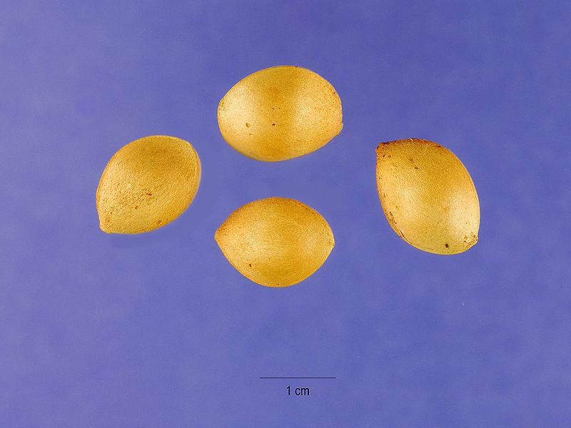 Seeds of Ginkgo biloba