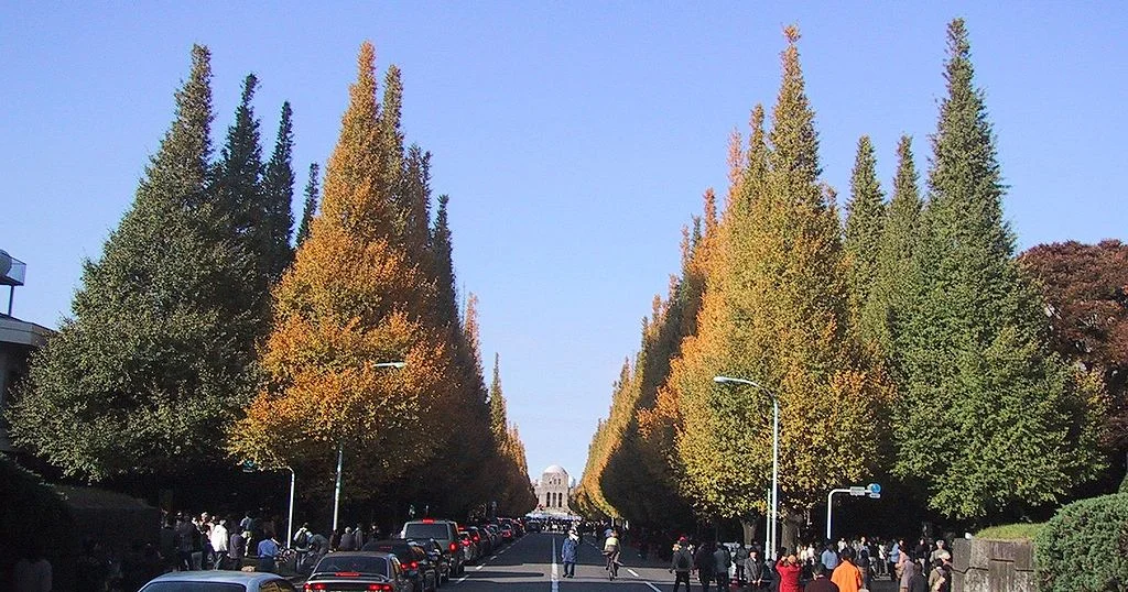 Ginkgo biloba are almost exclusively urban trees cultivated by humans. In fall, the leaves turn bright yellow before dropping for the winter. Photo: Chris 73. Source: Wikimedia Commons. 