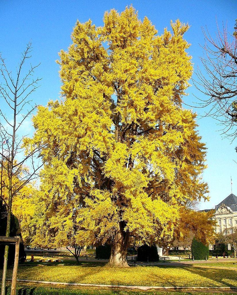  Ginkgo biloba turns brilliant yellow in fall. Photo: Ginkgotree. Source: Wikimedia Commons.&nbsp; 