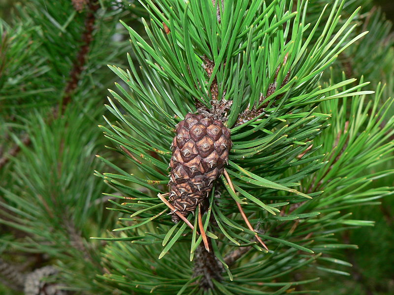 Fertilized seeds in conifers are borne in cones