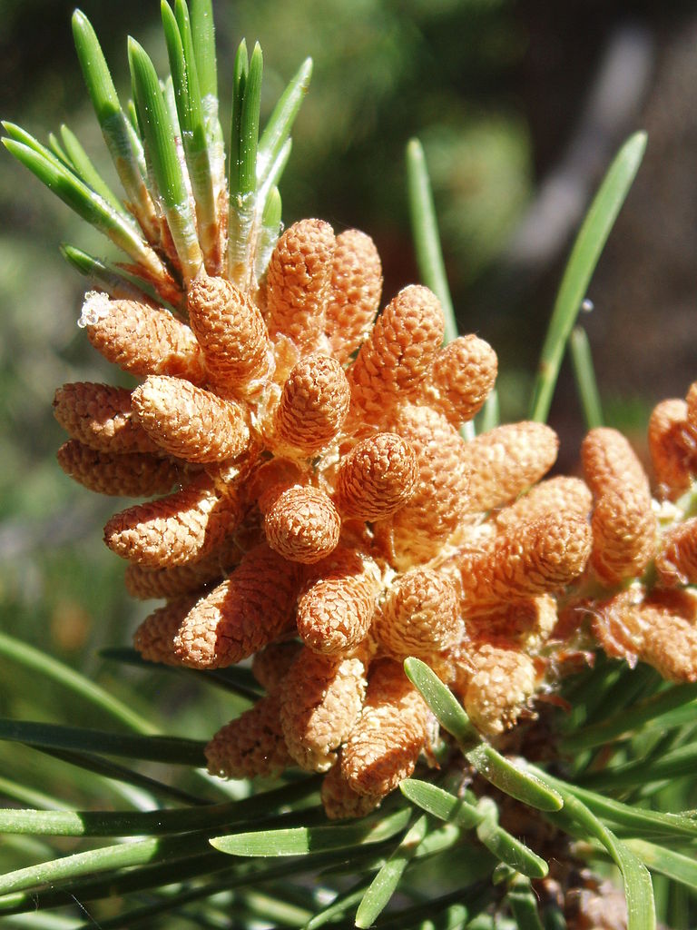 Pollen (sperm) is borne on staminate male cones in conifers