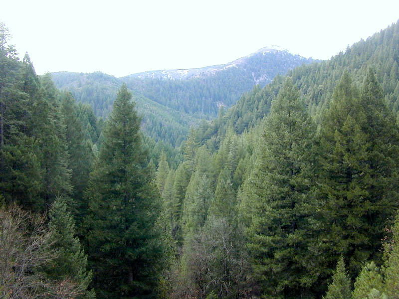 Conifers are ubiquitous in northern lattitudes. Many are cone-shaped that allow snow to easily be shed.