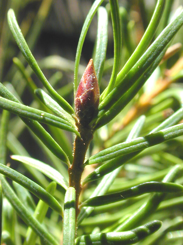 Members of the family Pinaceae have linear leaves.