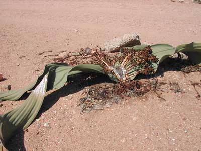 ​Male plant of Welwitchia mirabilis. This species is only found in the extremely arid Namibian Desert in Southern Africa.