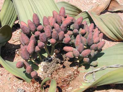 Fertilized female cones of Welwitchia mirabilus.