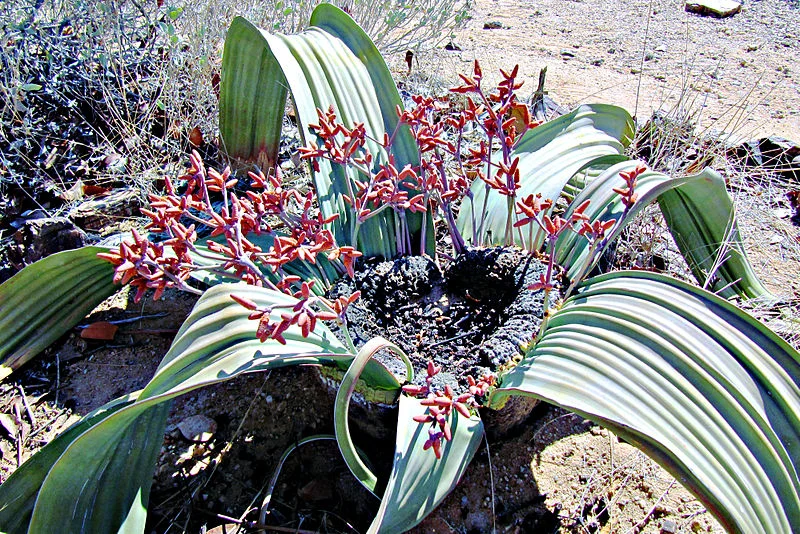 Staminate cones of a male Welwitchia mirabils