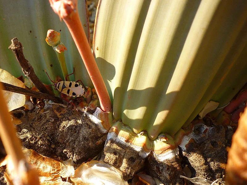Unlike most gymnosperms, gnetophytes (i.e. Welwitchia mirabils) secretes pollination droplets eaten by specific insects, resulting in insect pollination.