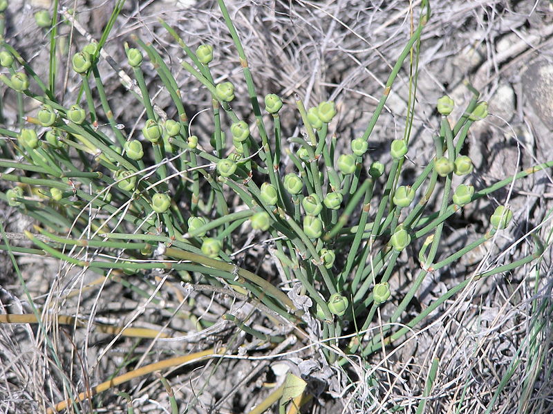 Fertile female plant of Ephedra distachya.