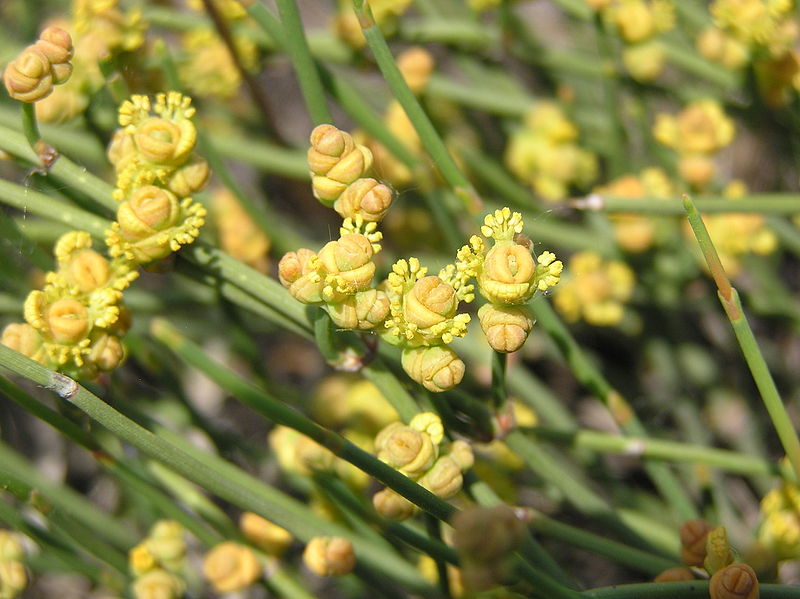 Gnetopsida (Gnetophytes) — The Biology Primer