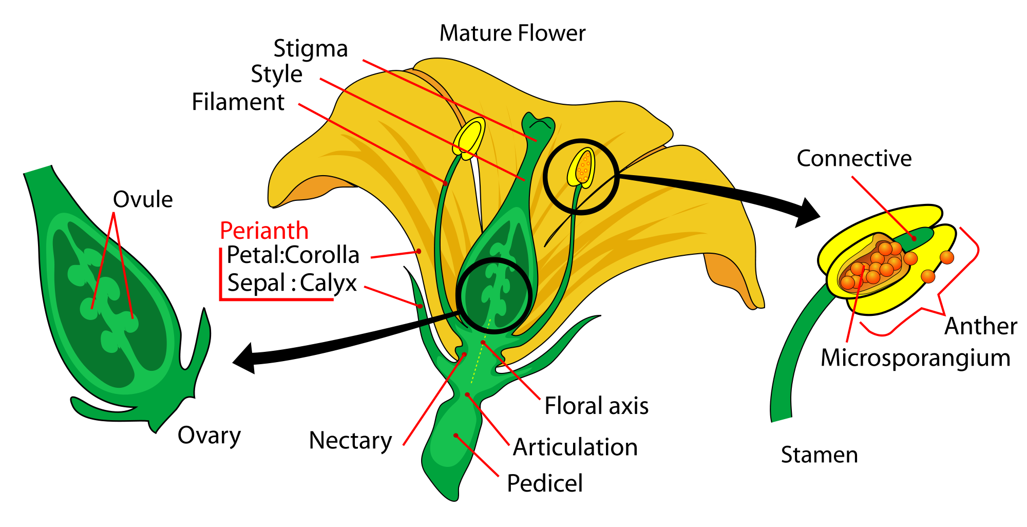  Angiosperms (flowering plants) literally translates to "vesseled seeds". Ovules in angiosperms are borne in ovaries. Ovules (eggs) are fertilized from pollen (sperm) from the anthers. Once pollen attaches to the stigma, &nbsp;pollen grains travel do
