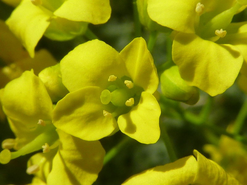 Dicotyledons have flower parts in fours or fives.