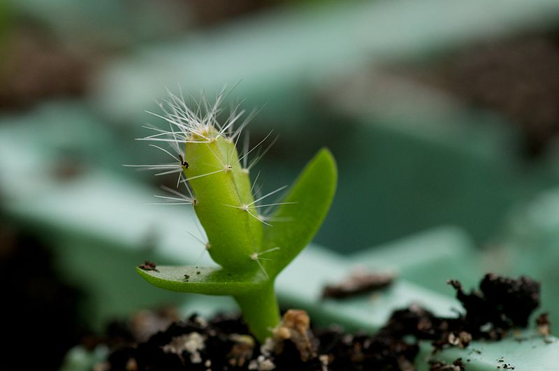 Cacti are dicotyledons, emerging from two seed leaves (cotyledons)