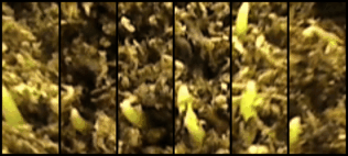 Emerging monocotyledons with one seed leaf.