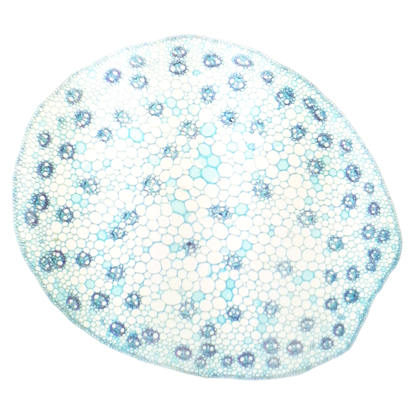 Vascular bundles (containing xylem and phloem) are scattered in monocot stems.