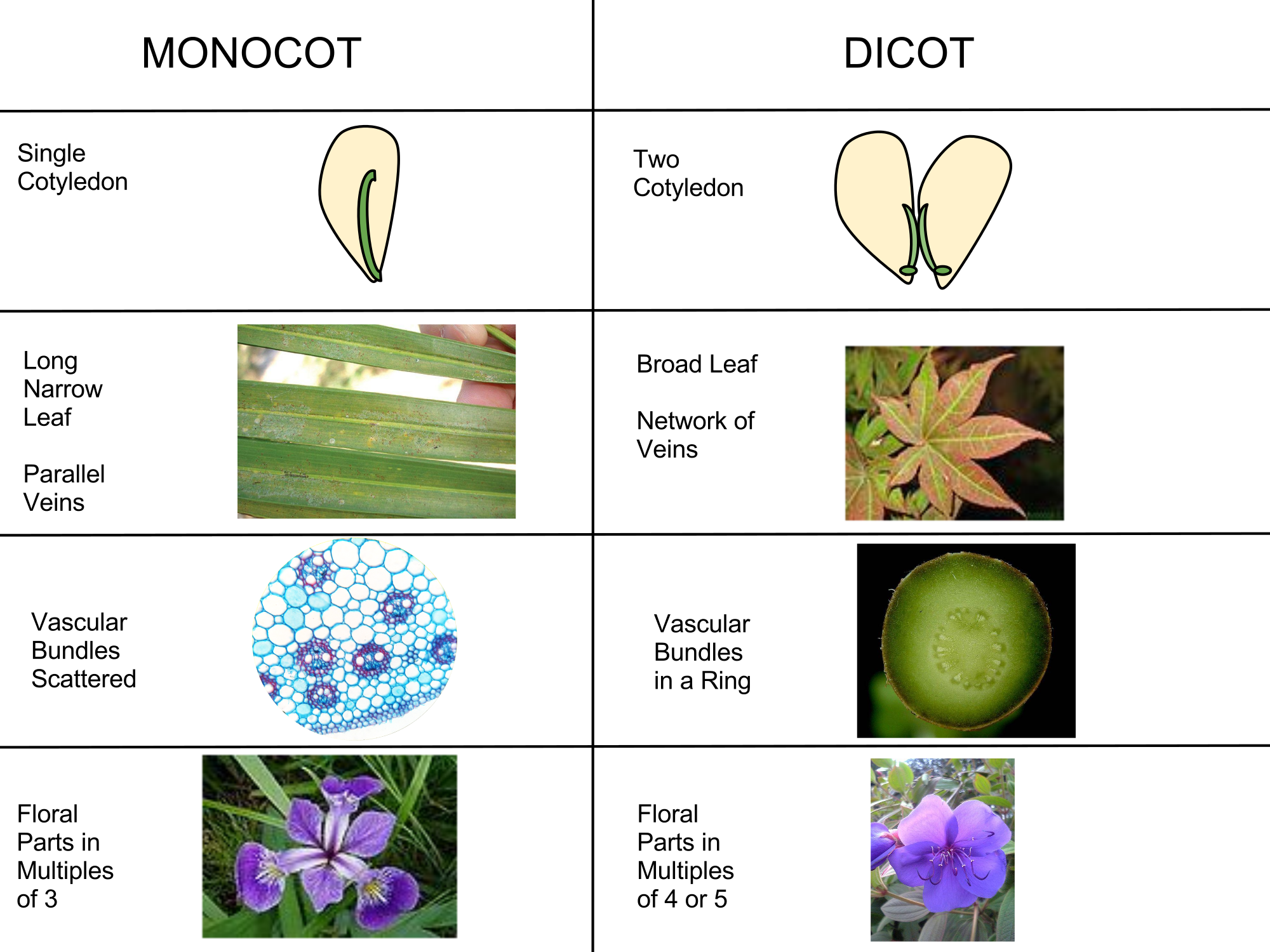     This diagram is showing the differences between monocotyledonous flowers or dicotyledonous flowers. Monocots have a single cotyledon and long and narrow leaves with parallel veins. Their vascular bundles are scattered. Their petals or flower part