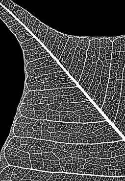 Dicotyledon leaves typically have branching venation.