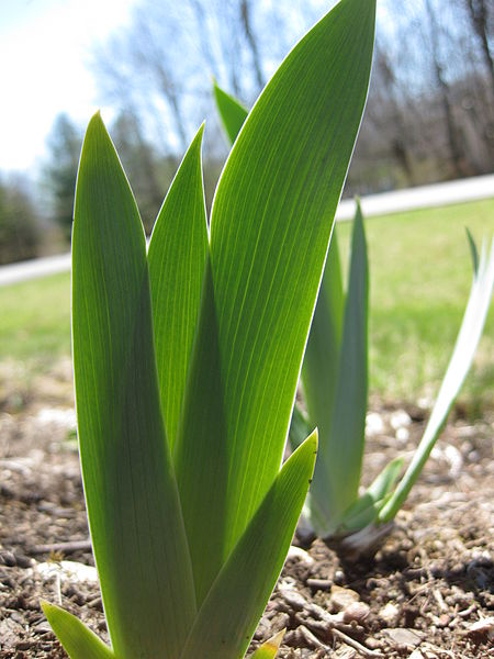 Monocot leaves typically have parallel venation.